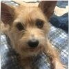 doglady55_